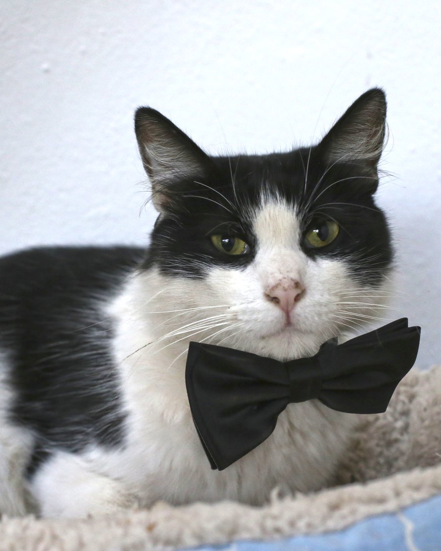 Mochi, el gato de Bianca Stella